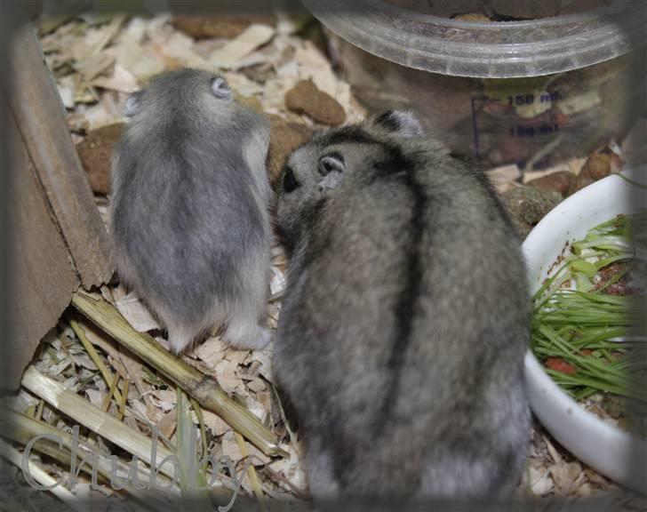 Dværghamster Chubby billede 6