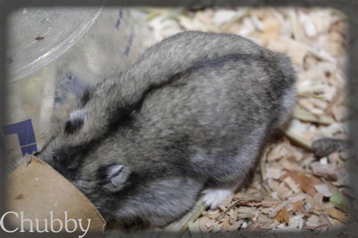 Dværghamster Chubby billede 7