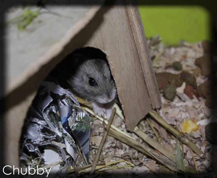 Dværghamster Chubby billede 8