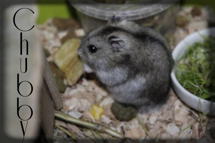 Dværghamster Chubby billede 9