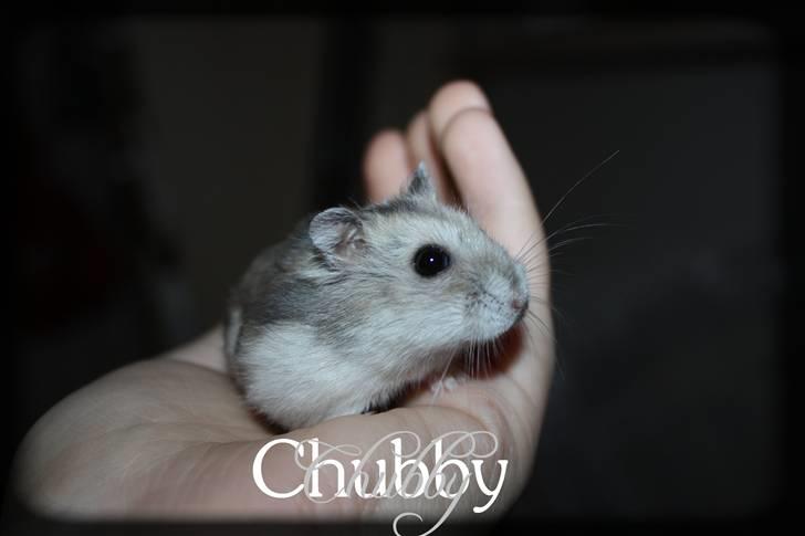 Dværghamster Chubby billede 10