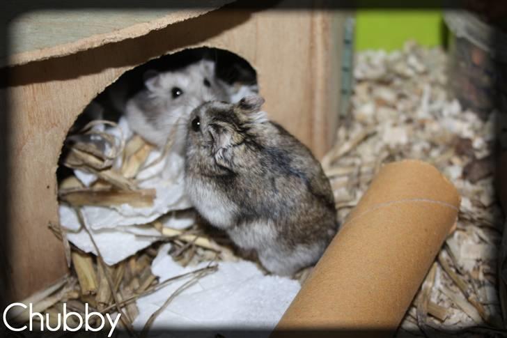 Dværghamster Chubby billede 11