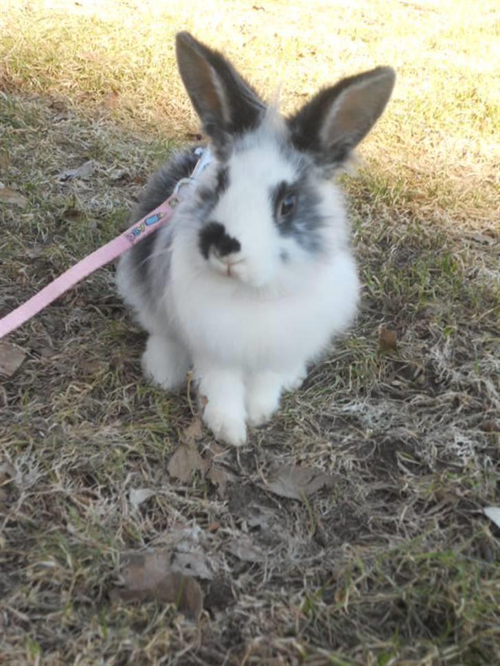 Kanin Kiara billede 1