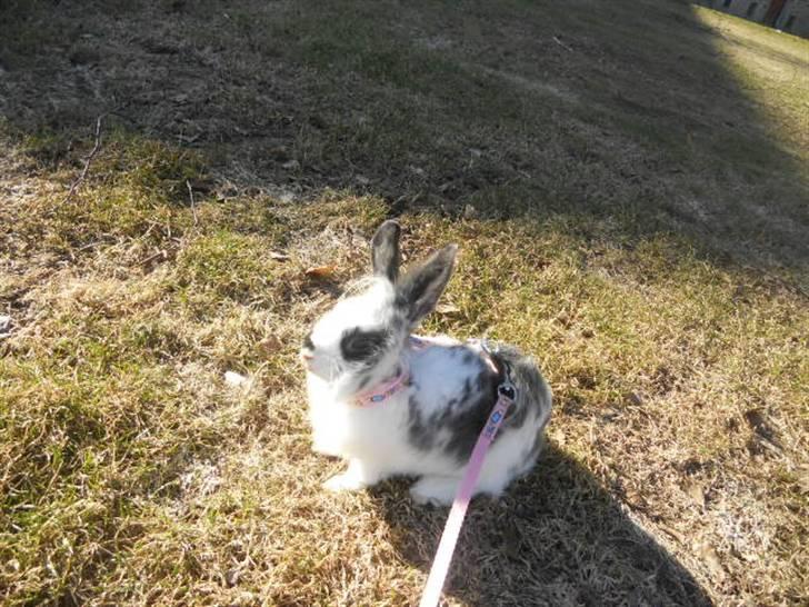 Kanin Kiara billede 2