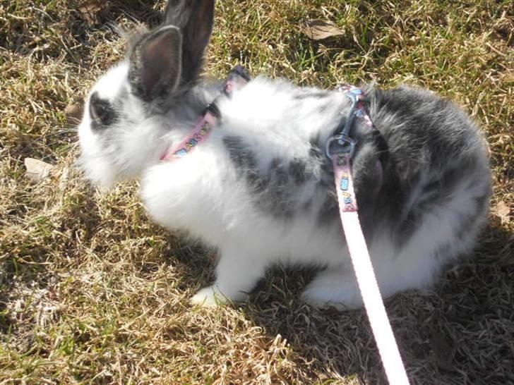 Kanin Kiara billede 3