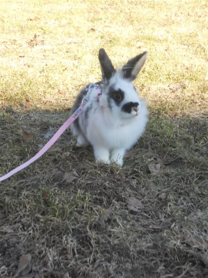 Kanin Kiara billede 4