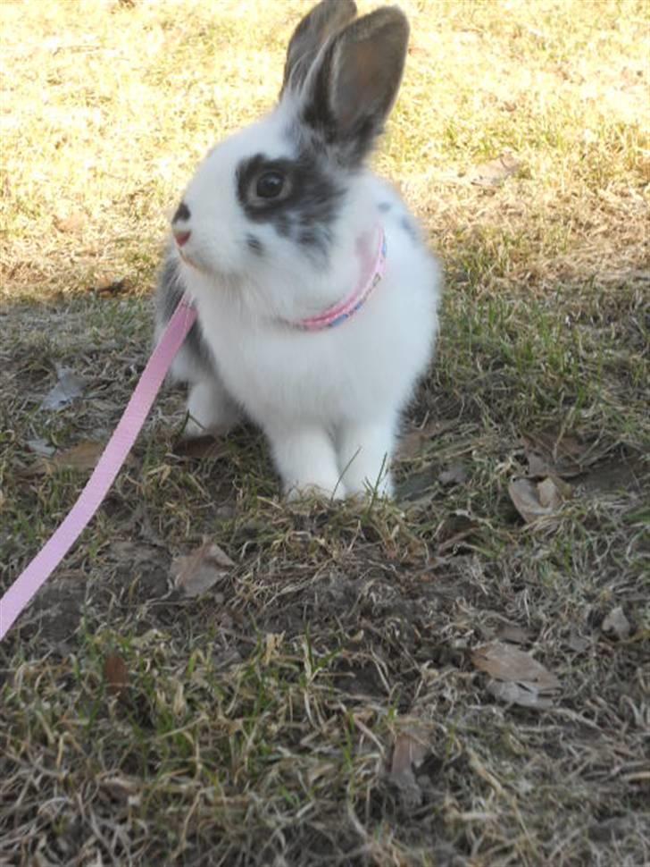 Kanin Kiara billede 5