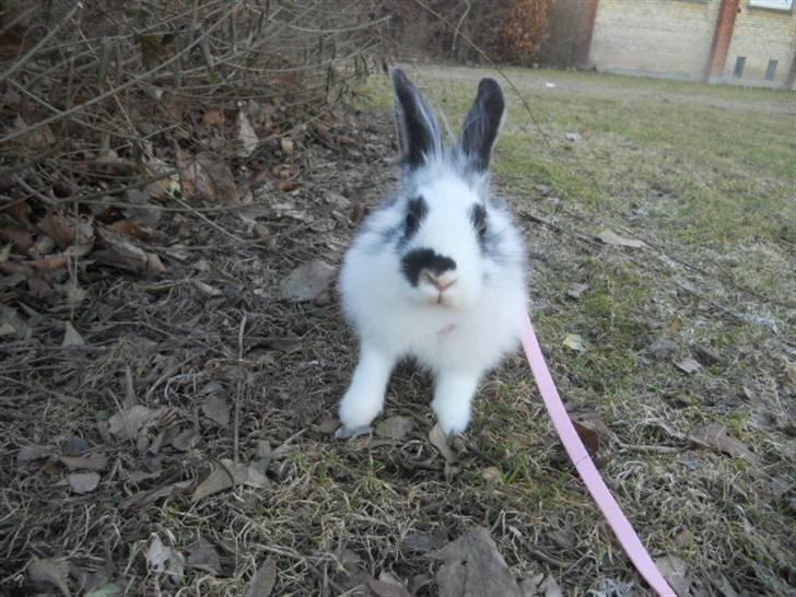 Kanin Kiara billede 6