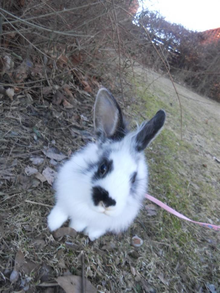 Kanin Kiara billede 7