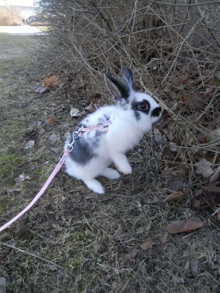 Kanin Kiara billede 8