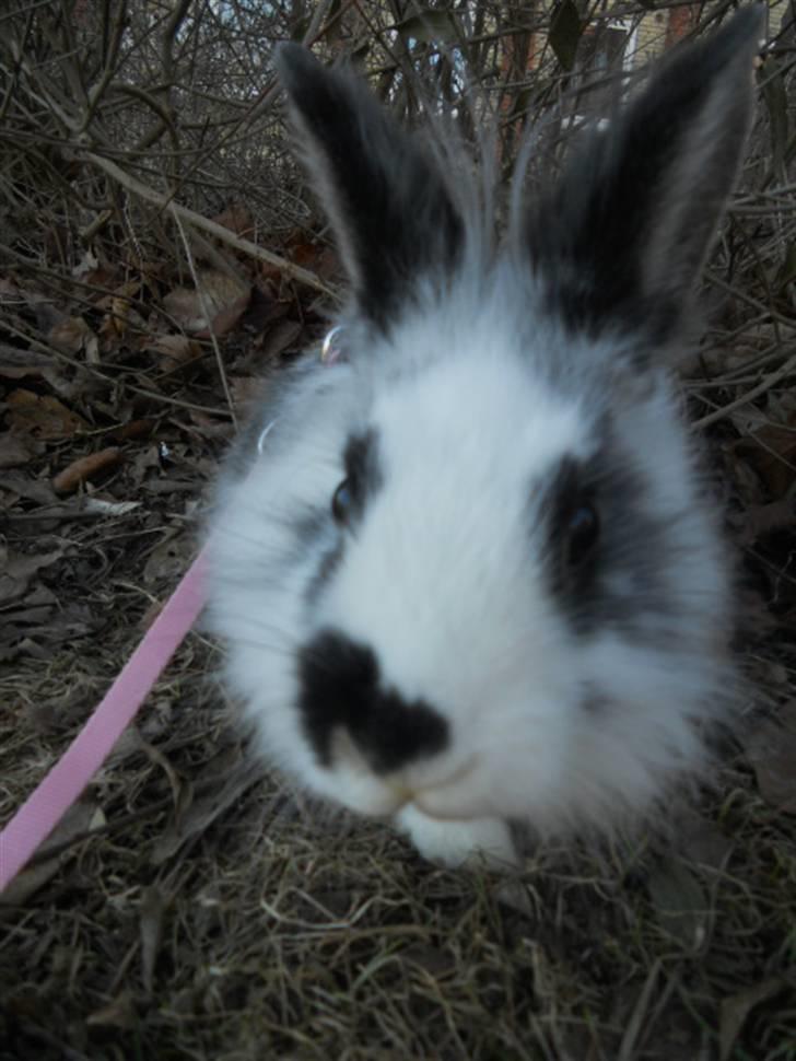 Kanin Kiara billede 9