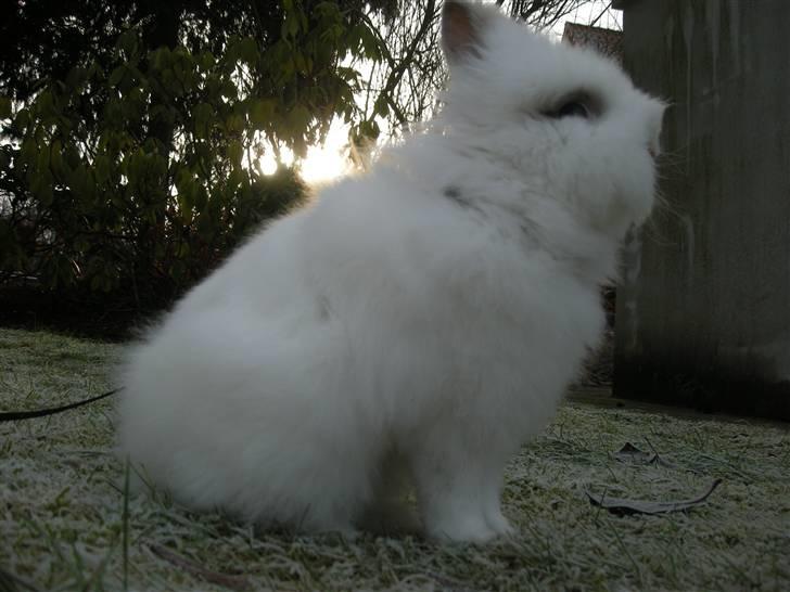 Kanin oliver<3 billede 1