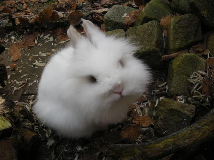 Kanin oliver<3 billede 3