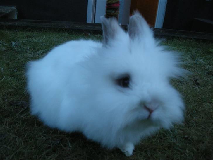 Kanin oliver<3 billede 4
