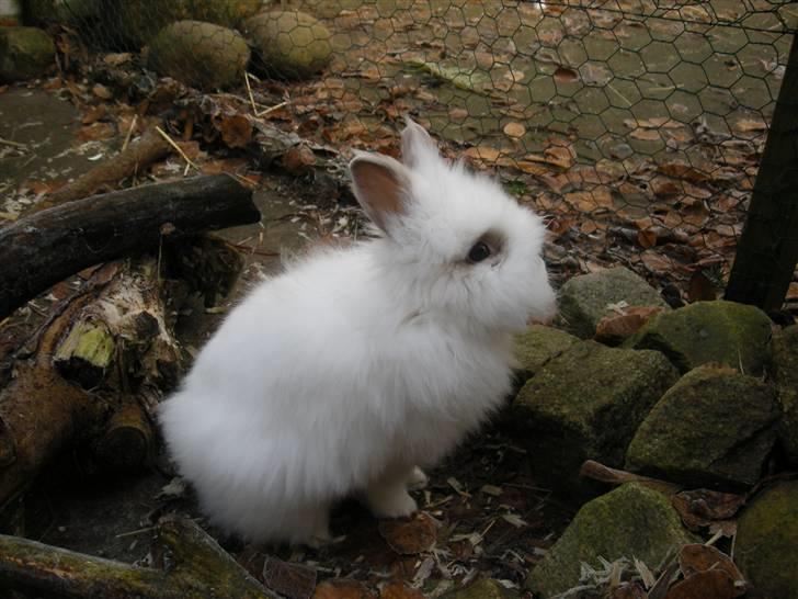 Kanin oliver<3 billede 6