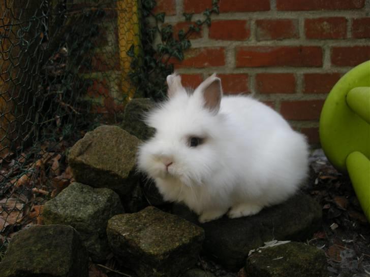 Kanin oliver<3 billede 7