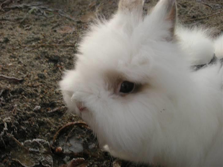 Kanin oliver<3 billede 8