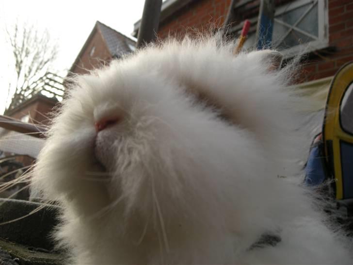 Kanin oliver<3 billede 9