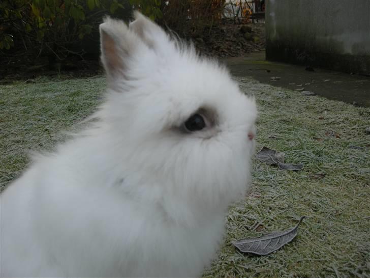 Kanin oliver<3 billede 10