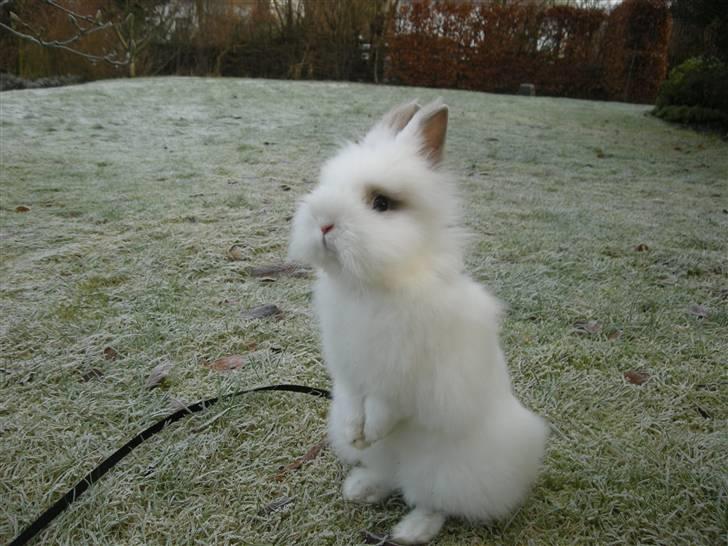 Kanin oliver<3 billede 11