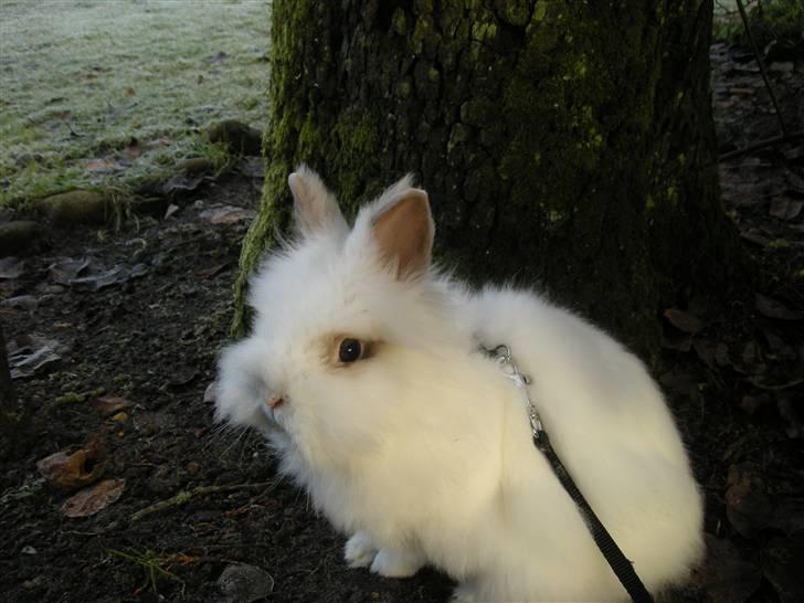 Kanin oliver<3 billede 12