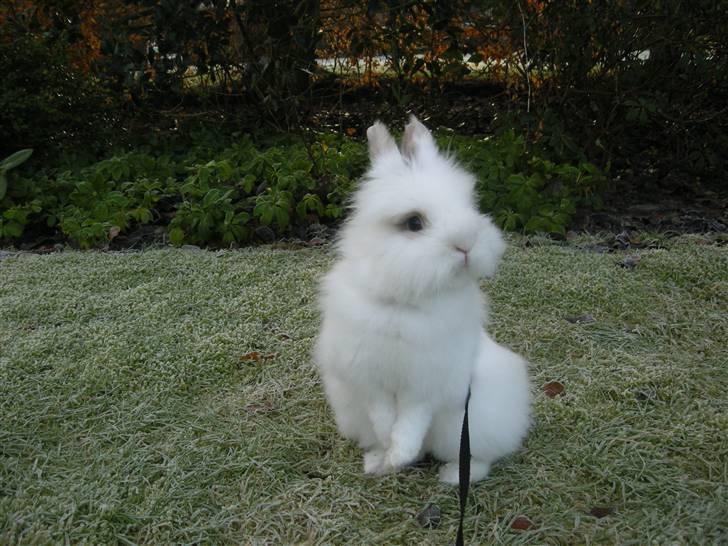 Kanin oliver<3 billede 13