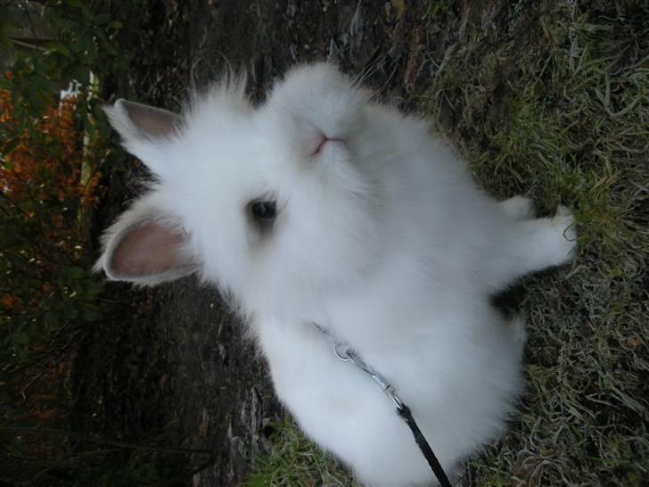 Kanin oliver<3 billede 14