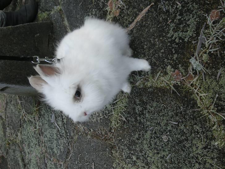 Kanin oliver<3 billede 15