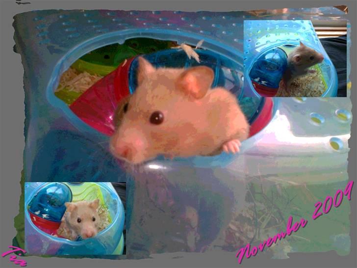 Hamster Tia billede 4