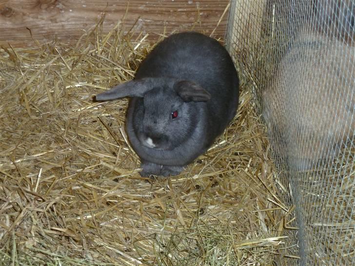 Kanin Gaia (Snudebillen) - 6/3/11 - Dumme blits, du gir´ min nin røde øjne x) billede 10