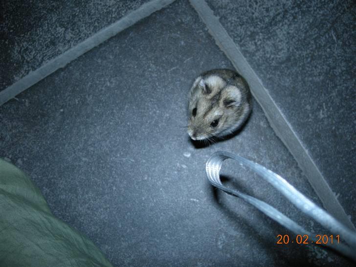 Dværghamster sille<333;) billede 5