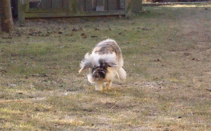 Kanin Jordbærgårdens Banzai - Foto: mig billede 9