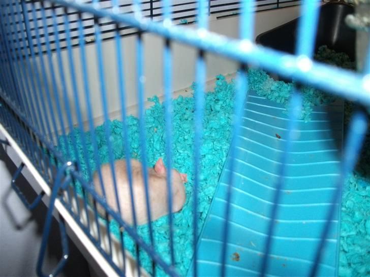 Tamrotte KA-Rodentry´s Magnum billede 20