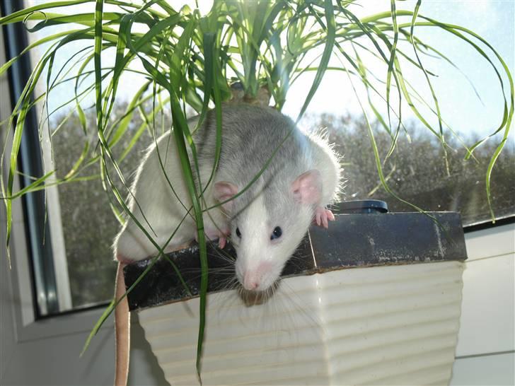 Tamrotte Mellieha Cullinan I*RIP* - D. 6/3-11 billede 11