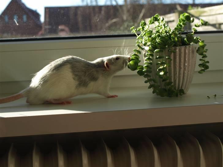 Tamrotte Mellieha Cullinan I*RIP* - D. 6/3-11 billede 8