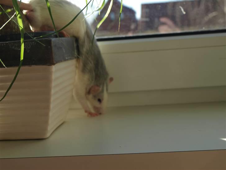 Tamrotte Mellieha Cullinan I*RIP* - D. 6/3-11 billede 9