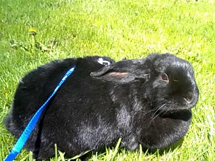 Kanin Nadia - er jeg ikke folt og se søde ude billede 1