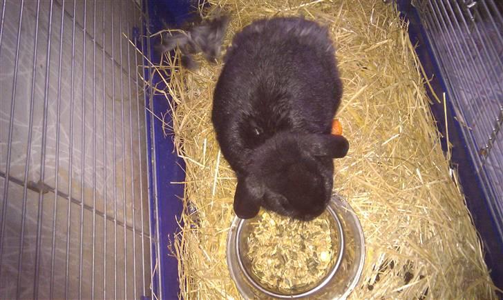 Kanin Nadia - ved ikke helt om jeg skal spise det mad billede 4