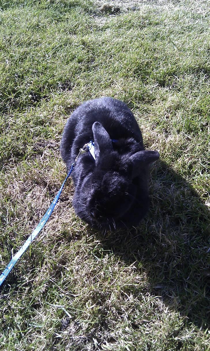 Kanin Nadia - i mor det er let koldt ude for  billede 5