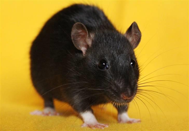 Tamrotte Artesia's Vanille billede 7