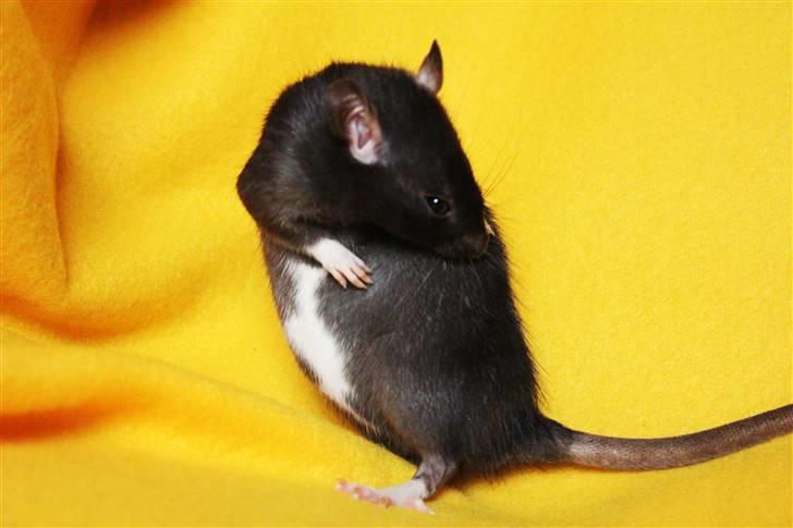 Tamrotte Artesia's Vanille billede 8