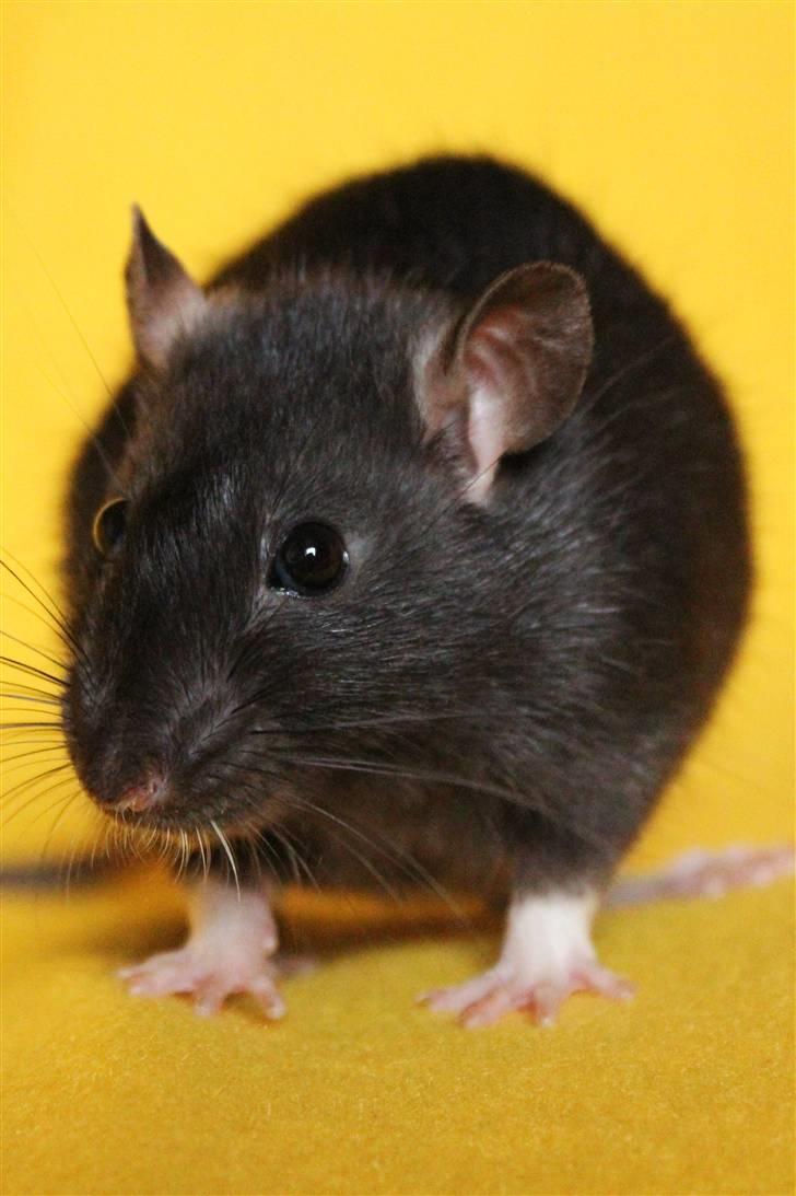 Tamrotte Artesia's Vanille billede 9