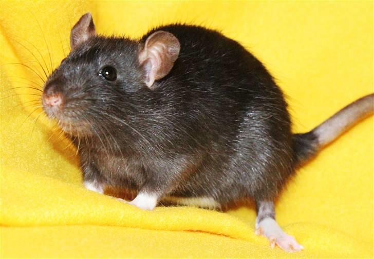 Tamrotte Artesia's Vanille billede 1