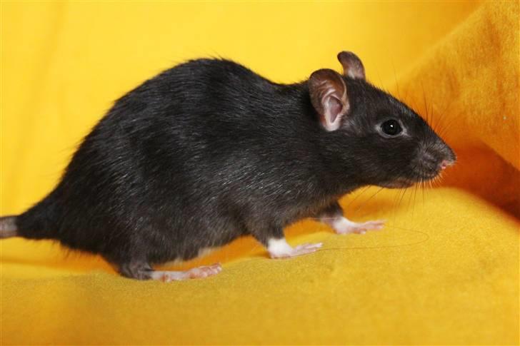 Tamrotte Artesia's Vanille billede 10