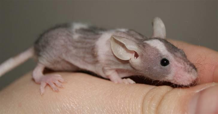 Mus Stald Picnic's Asti † DØD 26.2.2012 † billede 9