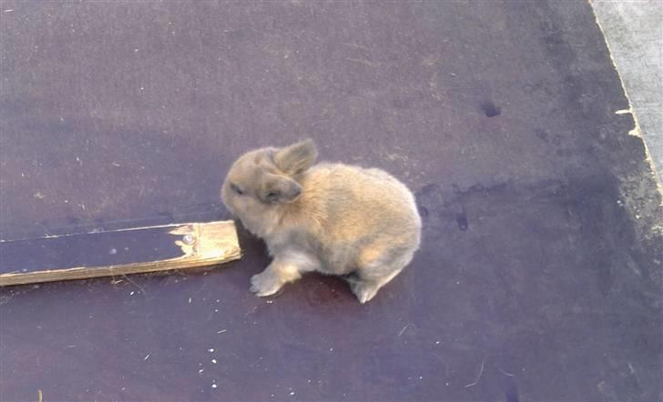 Kanin Bieber - Da vi lige har fået ham (:  billede 1