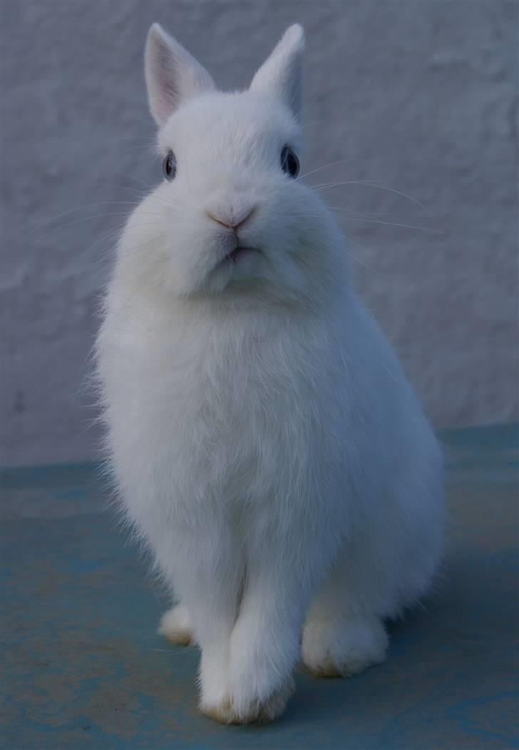 Kanin Snefnug (Hermelin) billede 15