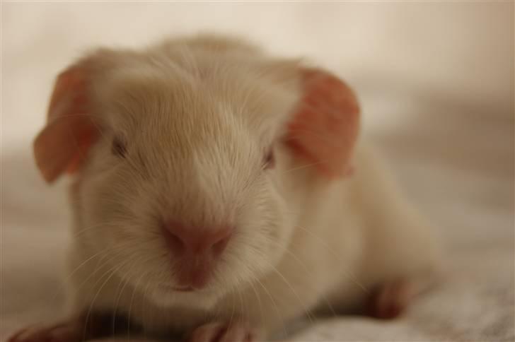 Marsvin Albino billede 1