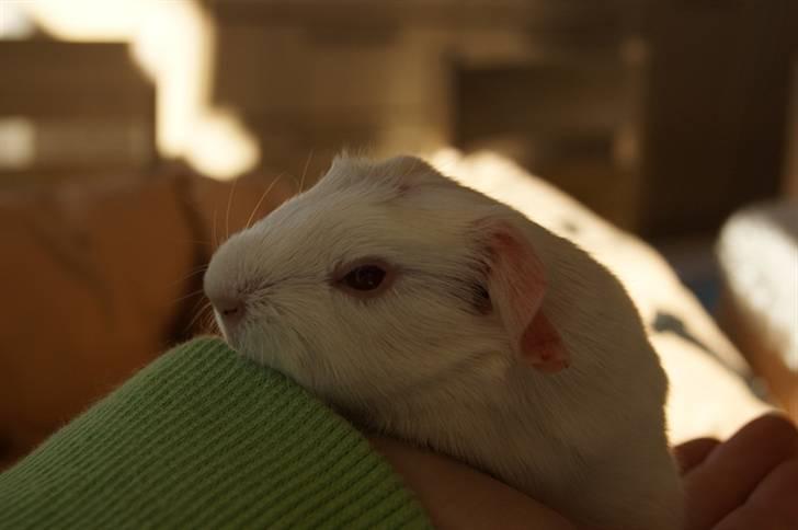 Marsvin Albino billede 2