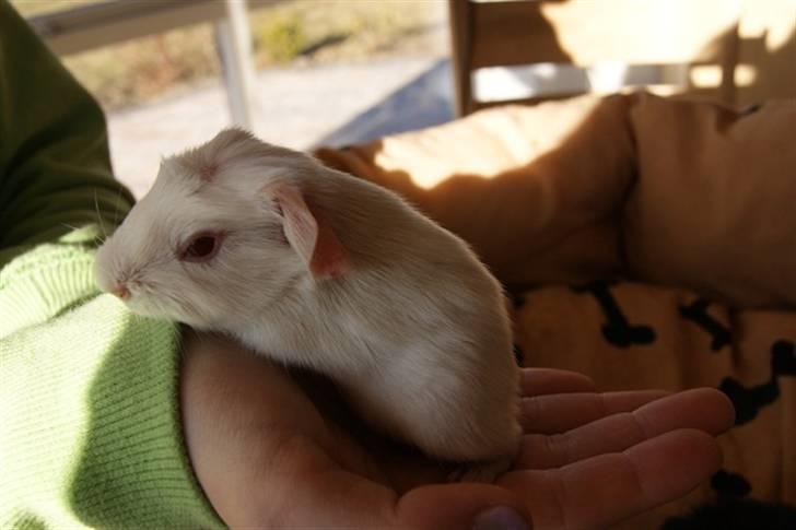 Marsvin Albino billede 3